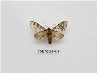 藏品(夙舟蛾屬)的圖片